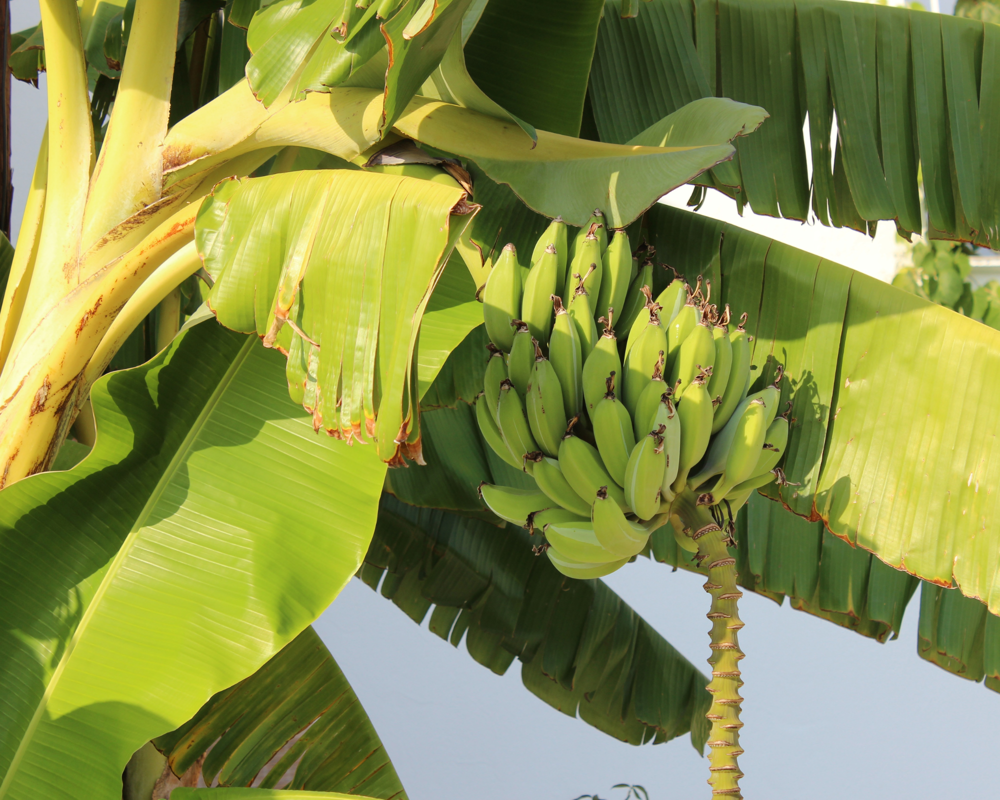 Panamá detiene su producción bananera 