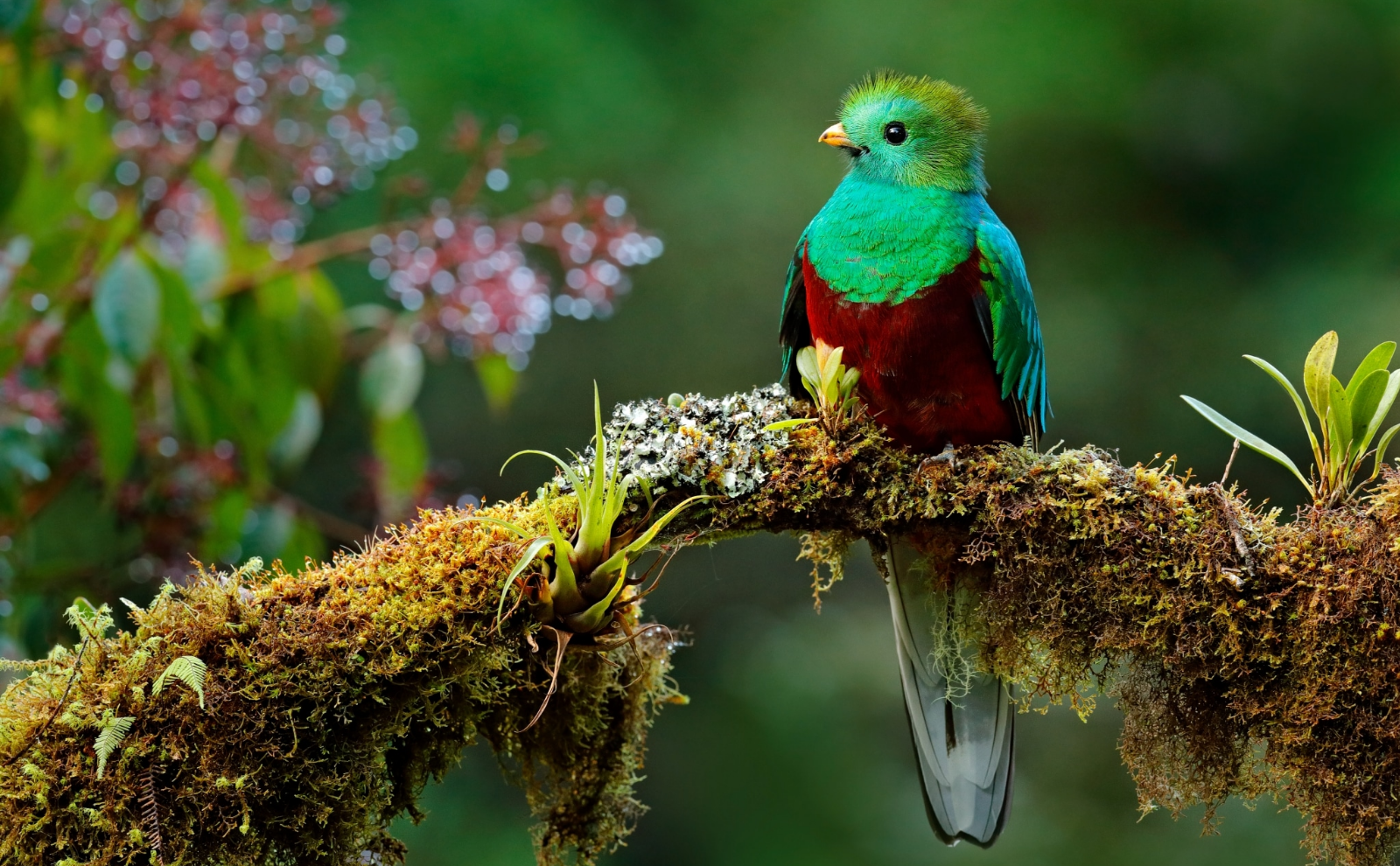 ¿Es fan del avistamiento de aves? Conozca donde podrá observarlas