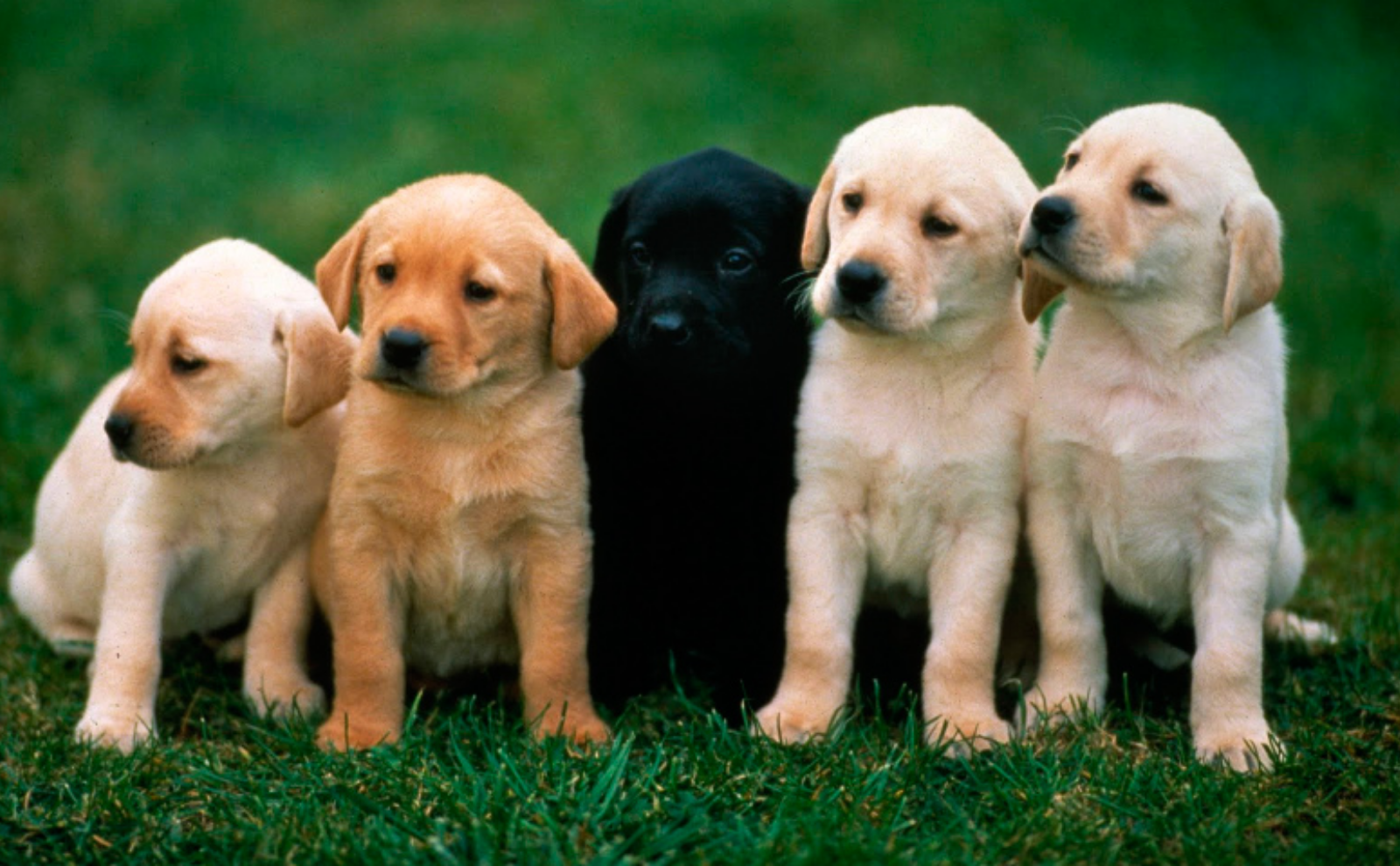 Día Mundial del Perro: 7 de cada 10 ticos los considera parte de su familia