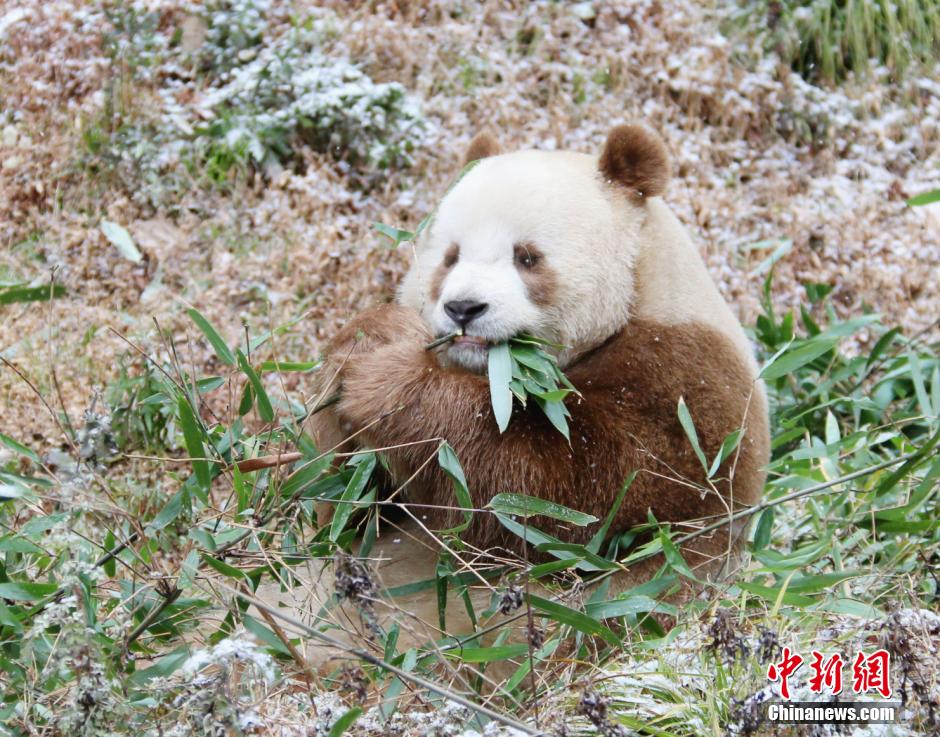 Qi Zai el panda marrón que se convirtió en una rareza de China